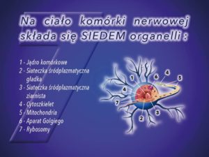Na ciało komórki nerwowej składa się SIEDEM organelli