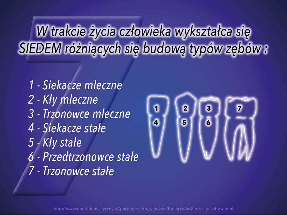 W trakcie życia człowieka wykształca się SIEDEM różniących się budową typów zębów